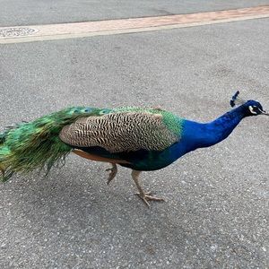 Meet your Posher, Einat